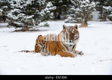 Siberian Tiger (Panthera Tigris Altaica) adult sitting in the snow Stock Photo