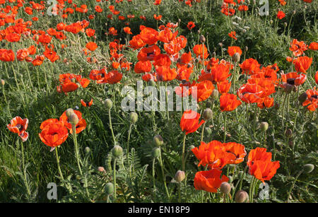 A field of poppies. Stock Photo