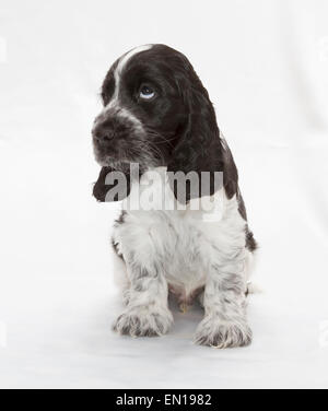 English Cocker Spaniel Puppy. Seven weeks old. Stock Photo