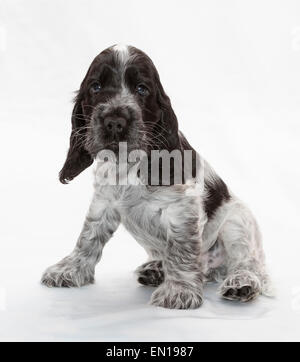 English Cocker Spaniel Puppy. Seven weeks old. Stock Photo