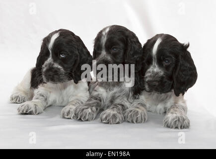 English Cocker Spaniel Puppies. Seven weeks old. Stock Photo