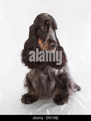 English Cocker Spaniel. Two years old. Stock Photo