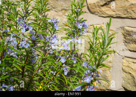 A blue flowering Rosemary (Rosmarinus Officinalis) shrub against a warm coloured stone wall. Stock Photo