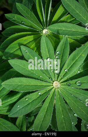 Lupin leaves in spring sunlight with beads of water resting on the green foliage. Stock Photo