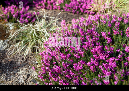 Winter Heath Erica Carnea Stock Photo