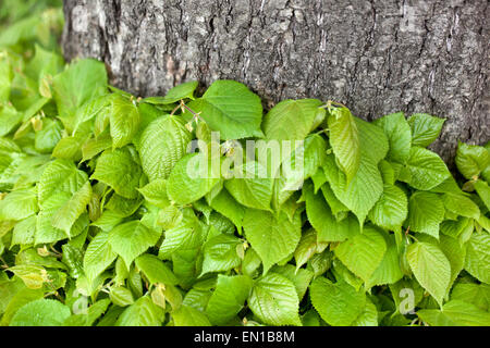 Littleleaf Linden tree Tilia cordata leaves Small-leaved lime tree fresh new foliage Tilia leaves Stock Photo