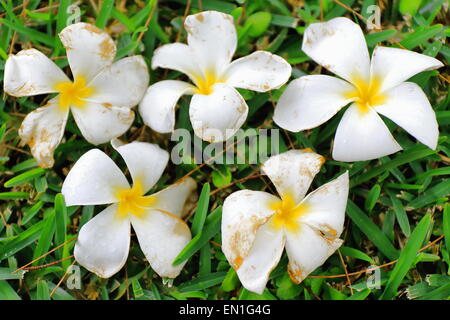 Tiaré flower-Tahitian Gardenia-Gardenia Taitensis showing its white color among the green leaves of the plant.s foliage. Lonnoc Stock Photo