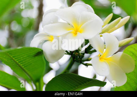 Tiaré flowers-Tahitian Gardenia-Gardenia Taitensis showing its white color among the green leaves of the plant.s foliage. Lonnoc Stock Photo