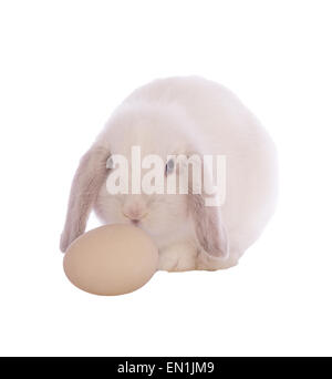 White mini lop bunny rabbit with egg for text  isolated on white background Stock Photo