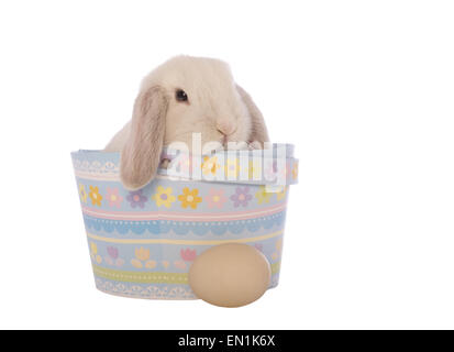 White mini lop bunny rabbit in blue easter basket with egg outside  isolated on white background Stock Photo