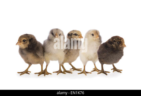5 Ameraucana chicks of various colors  isolated on white background Stock Photo
