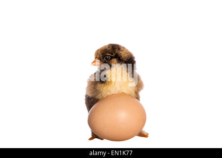 One gold laced Brahma chick with big fat brown egg isolated