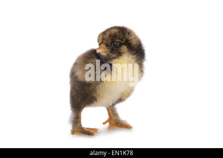 Gold laced Brahma chick isolated on white