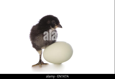 Black Araucana chick with blue egg isolated on white background Stock Photo