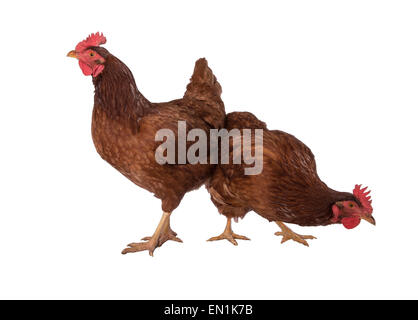 Two Rhode Island red chickens together looking at camera one high and one low isolated on white Stock Photo