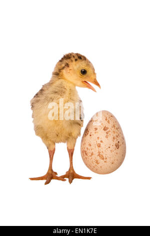 Turkey poult with egg isolated on white Stock Photo