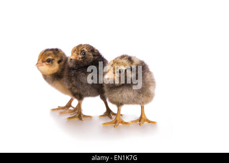 Three adorable Ameraucana chicks isolated on white Stock Photo