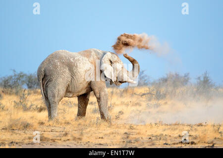 Mud covered African elephant (Loxodonta africana) throwing dust, Etosha National Park, Namibia Stock Photo
