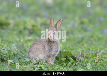 Juvenile Rabbit on the alert Stock Photo - Alamy