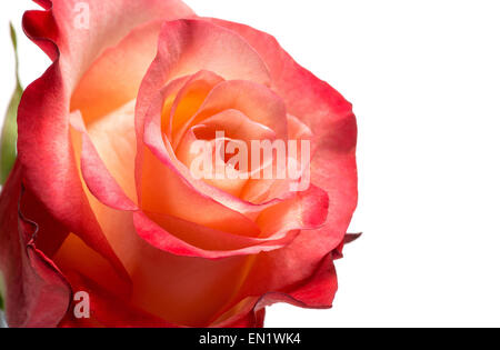 Close Up Detail of Rose Bloom with Peach and Red Colored Petals Stock Photo
