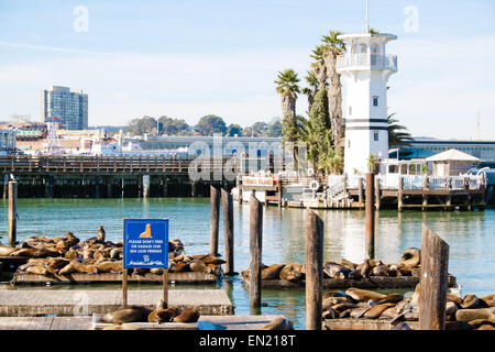 Seals warming in the sun on barge boards at Pier 39 San Francisco California Stock Photo