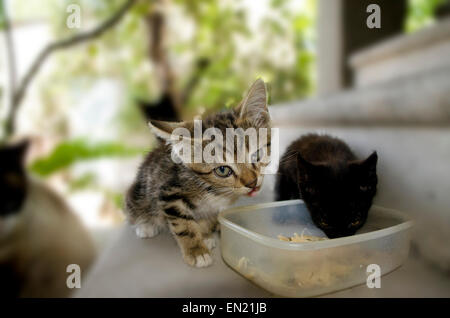 Kittens eat on the concrete stairs in courtyard Stock Photo
