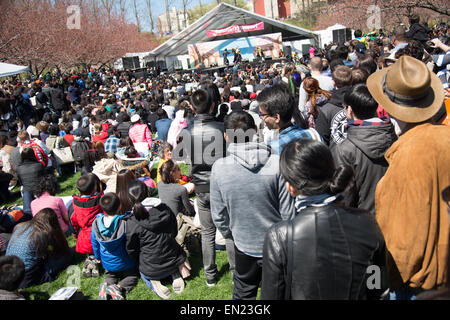 New York April 25, 2015 - The good weather brought out the crowd for the Cherry Blossom Festival at the Brooklyn Botanic Gardens in New York City. The flower displays included tulips, and magnolias among the cherry trees. Cosplay characters mingled with the crowd. Stock Photo