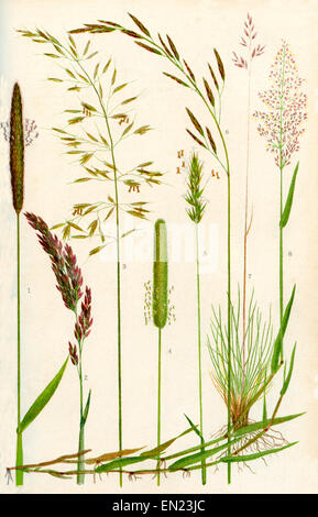 Wild grasses.  1.Meadow Foxtail 2.Yorkshire Fog 3.Yellow Oat Grass 4.Timothy grass 5.Sweet Vernal grass 6.Meadow Fescue 7.Sheep's Fescue 8.Common Bent grass Stock Photo