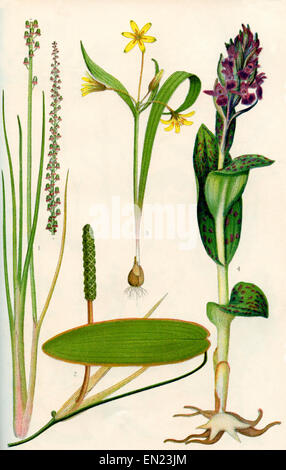 Wildflowers.  1.Sea Arrowgrass 2.Floating Pondweed 3.Yellow Star of Bethlehem 4. March Orchis. Stock Photo
