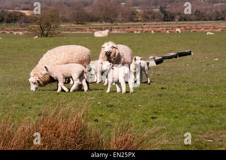 Sheep and Lambs Grazing On Romney Marsh Kent England Near Brenzett Stock Photo