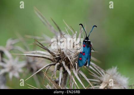 Five-spot Burnet, Zygaena lavandulae, perched, western Mediterranean moth, Southern Spain. Stock Photo