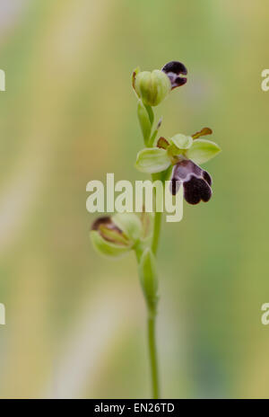 Sombre Bee-orchid, Ophrys algarvensis, Andalusia, Southern Spain. Stock Photo