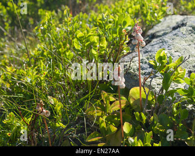 Pyrola rotundifolia, round-leaved wintergreen,  often found together with blueberry plants in the Norwegian mountains Stock Photo