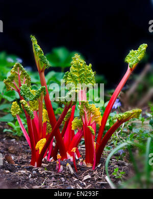 Forced pink rhubarb growing in garden Stock Photo