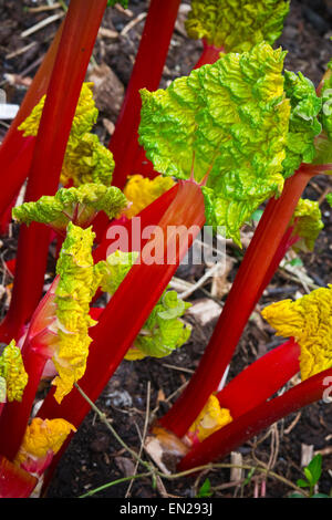 Forced pink rhubarb growing in garden Stock Photo