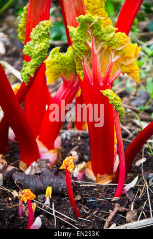 Forced pink rhubarb growing in garden Stock Photo