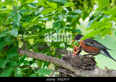 Momma Robin feeds baby birds in nest on branch Stock Photo