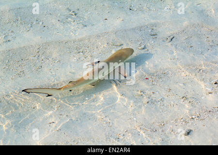 Blacktip reef shark (Carcharhinus melanopterus) in the shallow water Stock Photo