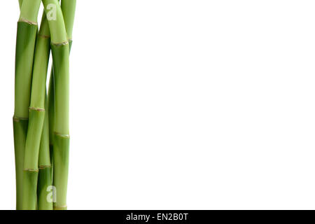 bamboo stem on white background Stock Photo
