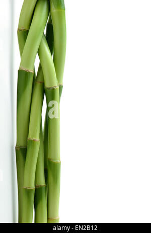 bamboo stem on white background Stock Photo
