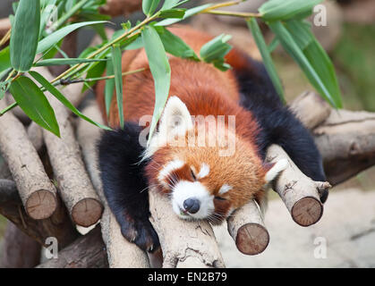 Red panda (firefox) sleeping on the tree Stock Photo