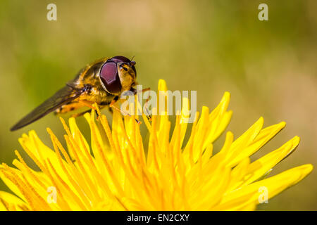 Taraxacum (common hoverfly) resting on a brightly coloured dandelion flower. Stock Photo