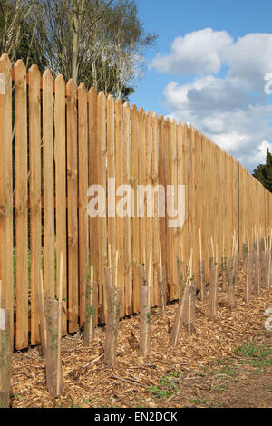 Newly planted and protected young trees on a roadside along with a new wooden fence, 25th April 2015 Stock Photo