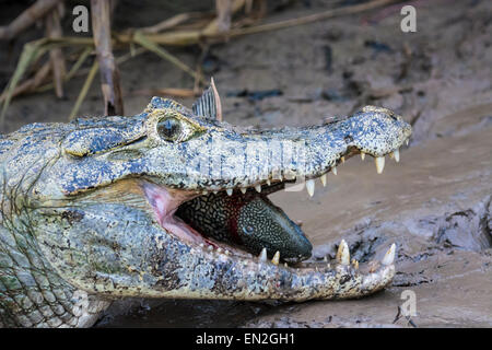 Profile of the head of a Yacare Caiman, Caiman crocodilus yacare, with a fish in its mouth and a fly on its nose in the Pantanal Stock Photo