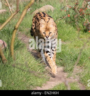 African Serval (Leptailurus serval) walking towards the camera in a natural outdoor setting
