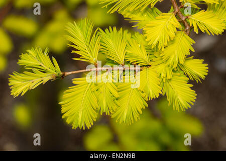 Bright spring foliage of the golden-yellow cultivar of the dawn redwood, Metasequoia glyptostroboides 'Gold Rush' Stock Photo