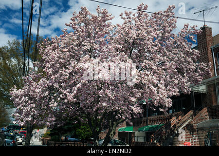 Bloom of Magnolia Flowers on Tree Stock Photo