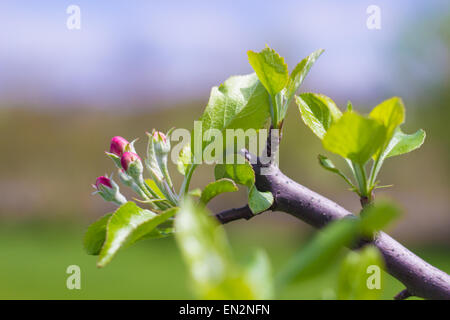The end of an apple tree branch blooming after being pruned in the spring. Stock Photo