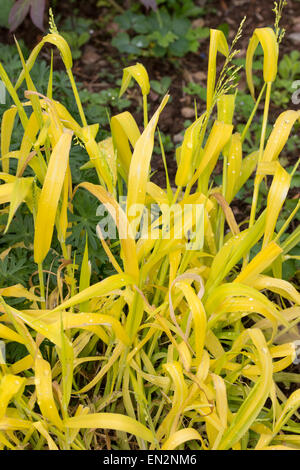 Bright spring foliage of Milium effusum 'Aureum', Bowle's golden grass. Stock Photo