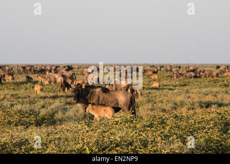 Wildebeest and calf with herd. Stock Photo
